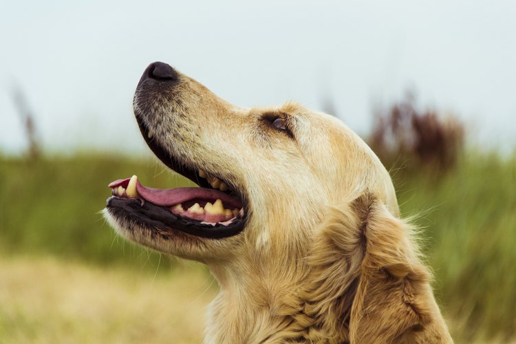 Los perros como las personas pueden sufrir de amigdalitis.