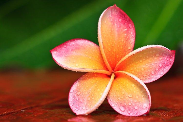 Un frangipani visto de cerca.