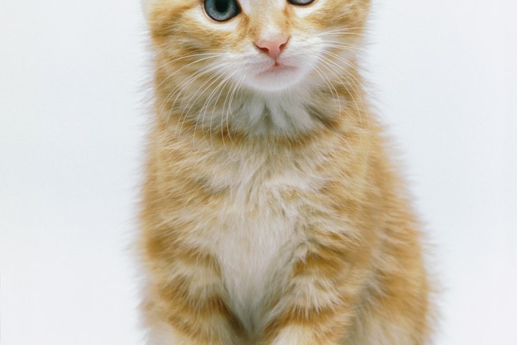 Los gatitos tienen requerimientos nutricionales y calóricos específicos.
