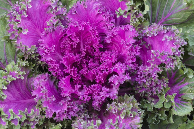 La berza con sus hojas rizdas y brillantes iluminan el jardín.