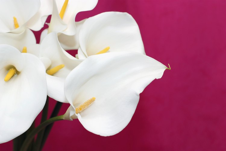 Hermosas calas.