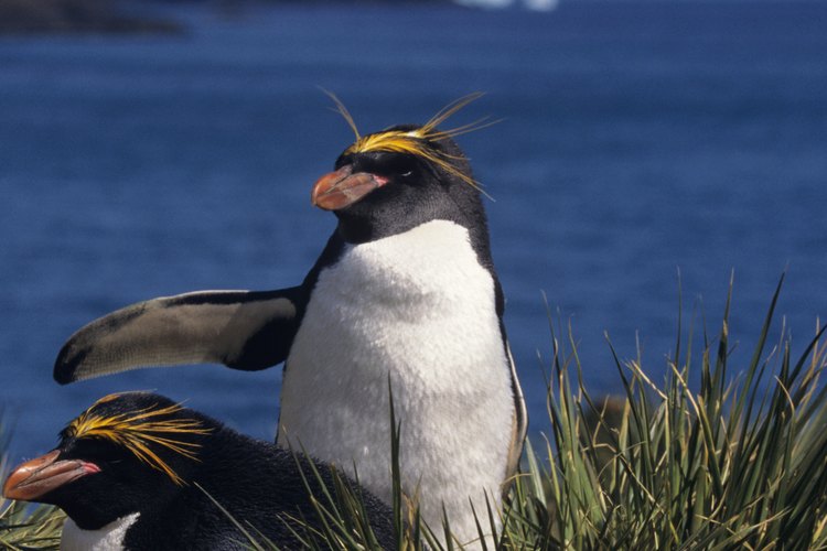 Los pingüinos macaroni son una de las especies de aves más sociables del mundo y pueden llegar a formar grandes colonias.