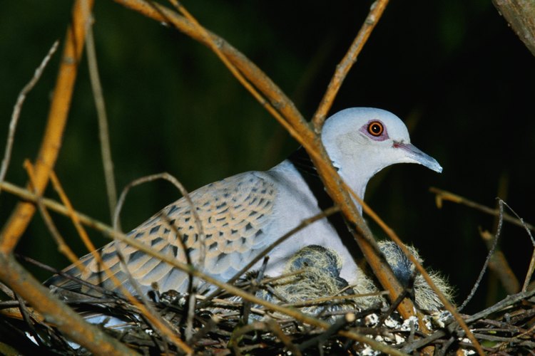 Las palomas silvestres anidan en el mismo lugar con su misma pareja.