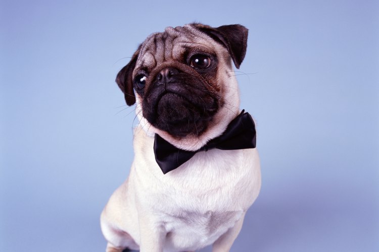 Viste a tu perro para que asista al siguiente evento con un corbatín hecho para él.