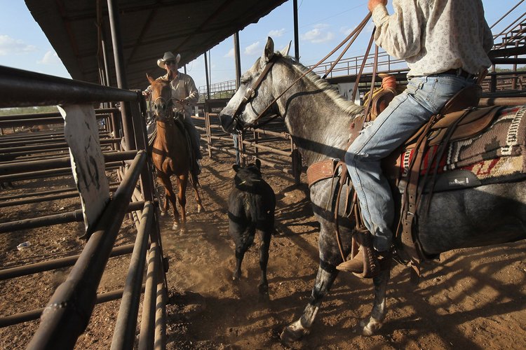 Los vaqueros todavía reúnen el ganado en Abilene.