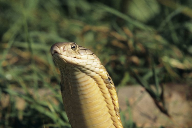 Las cobras real son las más grandes de la familia cobra.