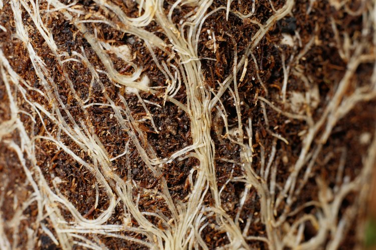 Los nematodos de las agallas de las raíces causan lesiones que afectan el crecimiento de la planta.