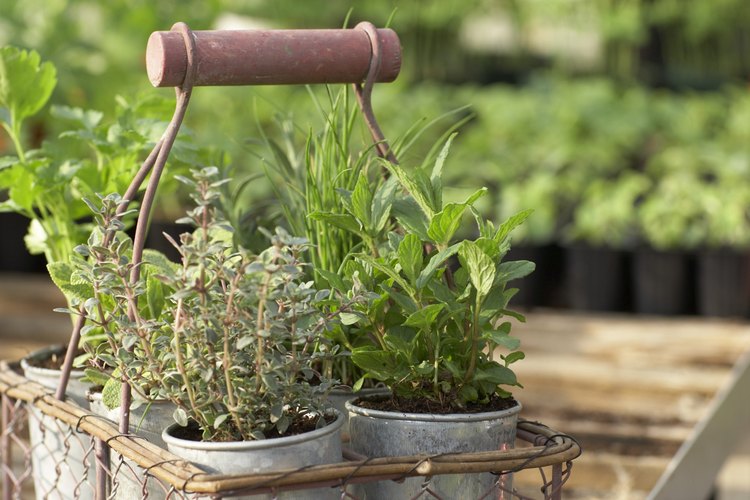 Puedes convertir esas botas viejas en jardineras, ya sea poniendo tierra y plantas dentro de ellas o simplemente colocando una maceta.