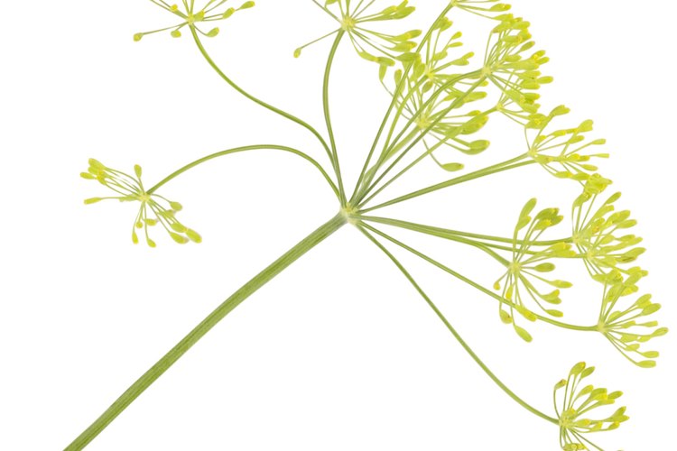 Las semillas de eneldo vienen de las plantas del mismo nombre que se dejan florecer.