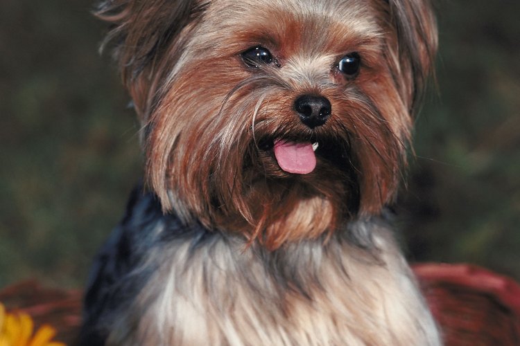 En Estados Unidos, a los perros Yorkie a menudo se les corta la cola.