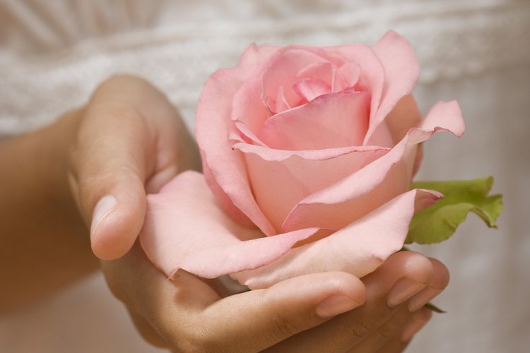 Las rosas de floración reciente en aceite crean aceite esencial fragante.