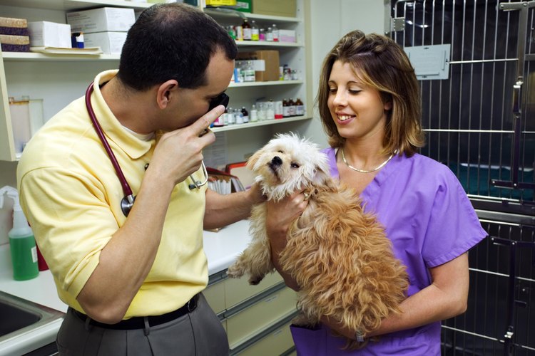 Realízale un diagnóstico veterinario de giardiasis a tu perro.