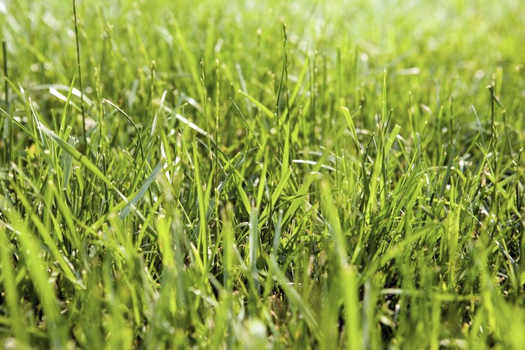 La limpieza del jardín trasero en otoño y la primavera ayuda a mantener un césped saludable.