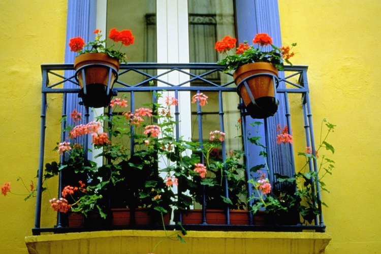 Los geranios adornan los balcones en muchas partes del mundo.