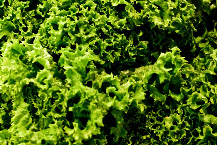 La col rizada es una verdura saludable, pero, como cualquier alimento, debe consumirse con moderación.