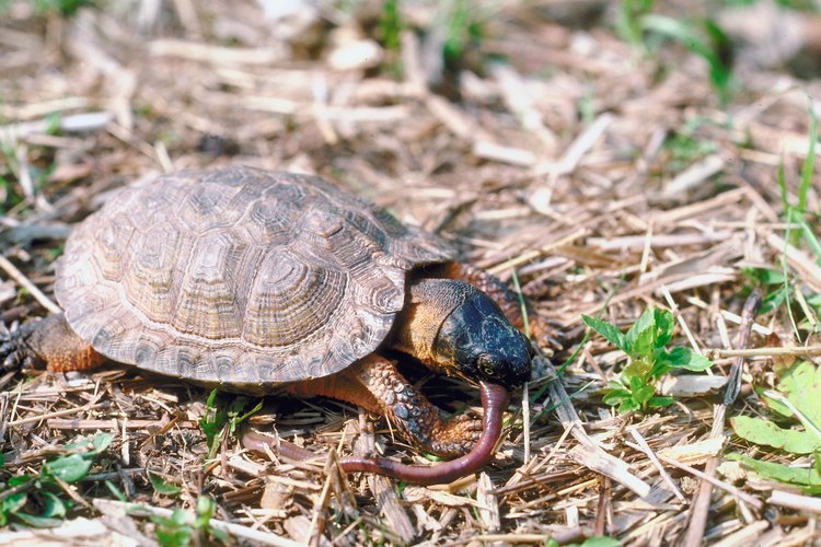 Las tortugas de orejas rojas en estado silvestre cazan su comida. Ofrecérles comida viva cuando están en cautiverio les ayudará a ejercitar sus instintos naturales.