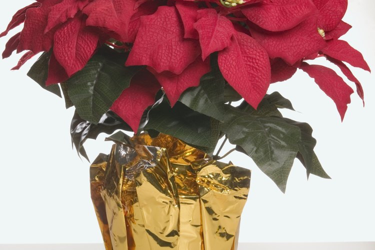 Las nochebuena son famosos regalos en tiempos de celebración.