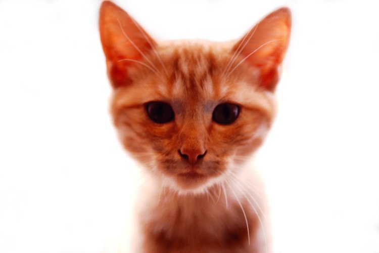El comportamiento de un gato "orange tabby" depende principalmente de su socialización a temprana edad.
