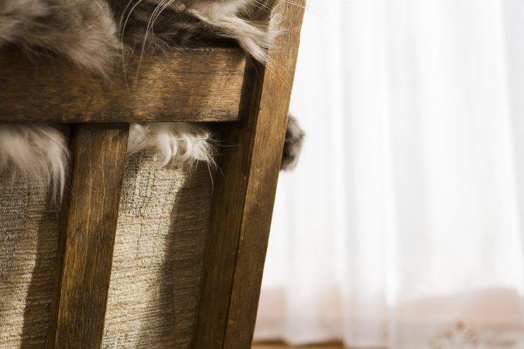 Si entiendes la función de las partes de un gato podrás llenar más fácilmente sus necesidades.