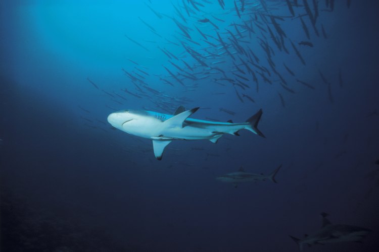 Los tiburones tienen varios procesos diferentes para adaptarse.