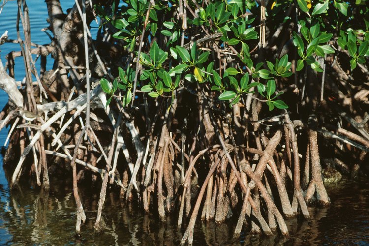 Los manglares son encontrados en el borde del océano, especialmente en Florida.