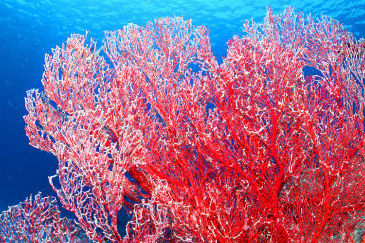 El pacífico cuenta con varias zonas de arrecifes coralinos.