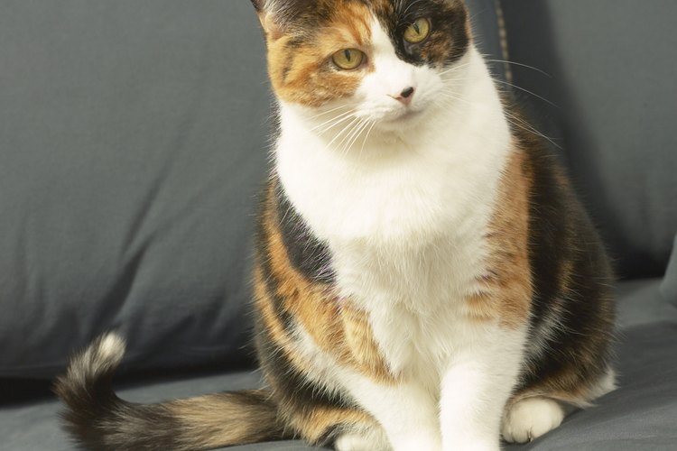 Los gatos pueden desarrollar el gato de hacer sus necesidades en lugares inapropiados.