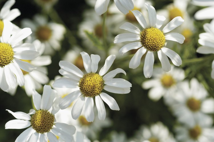Las flores de las manzanillas son pequeñas pero muy olorosas.