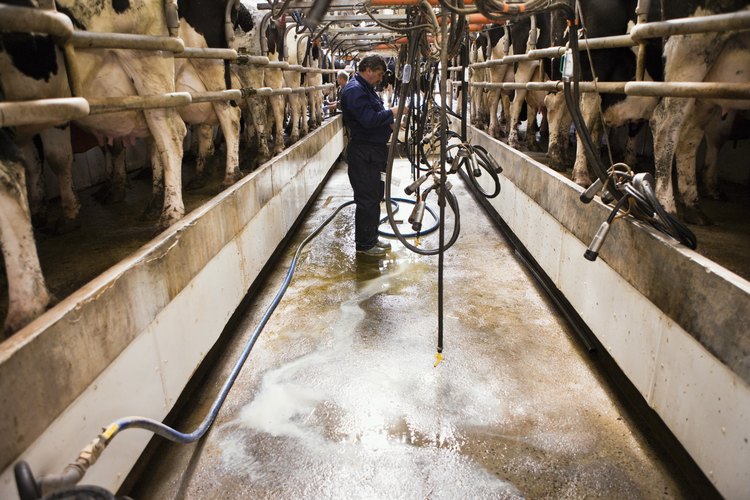 Vacas para ordeñar.