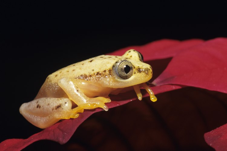 Las ranas dardo doradas pueden alcanzar hasta 5 cm de longitud.