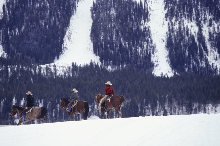 Explora a caballo las 365 millas de senderos dentro de las locaciones de Olympic National Park.