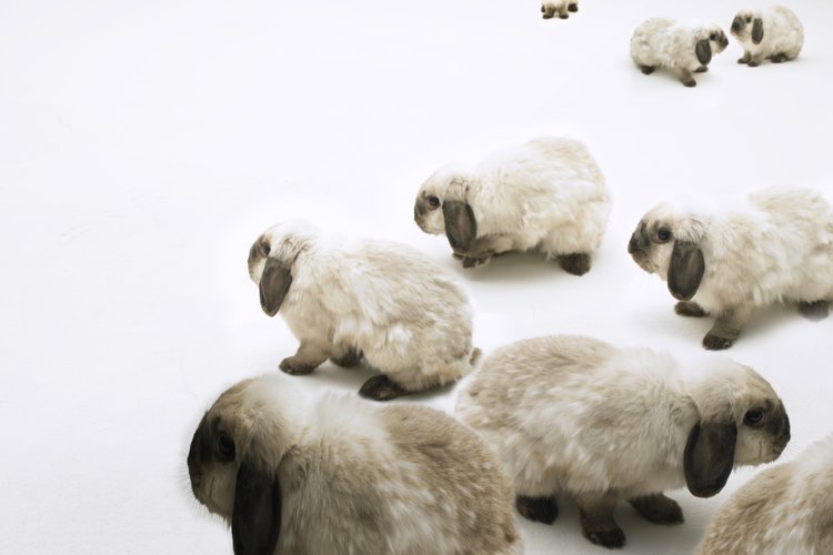 Cuidar a un conejo mini lop
