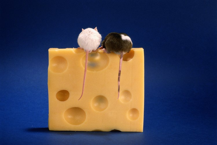 Las ratas y ratones crudos son el alimento adecuado para las serpientes.