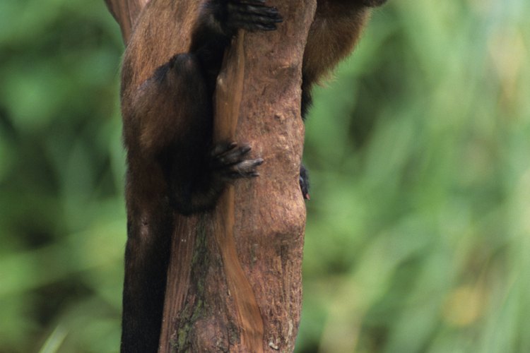A los monos capuchinos les gusta dormir en las ramas.