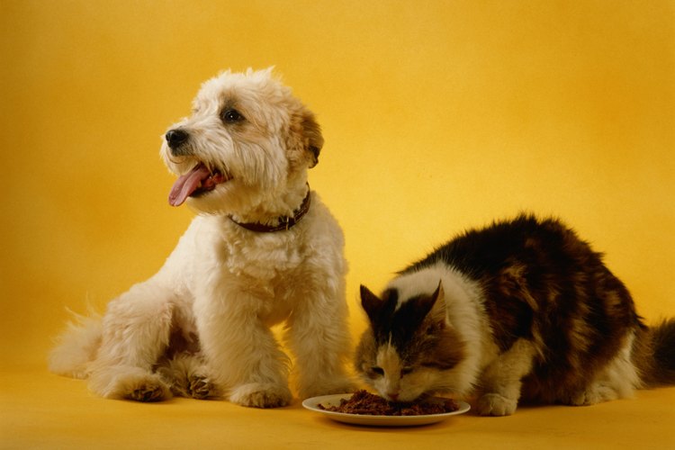 Los perros y los gatos pueden dañar tus jardines.