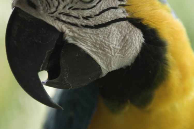 Juega con tu hijo y sus amigos en relación con las aves.
