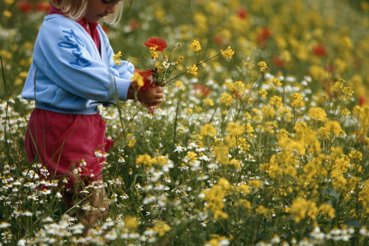 Ayúdalos a plantar algunas plantas que desprendan un aroma encantador como la menta, las flores de lavanda o las flores de un buen aspecto.