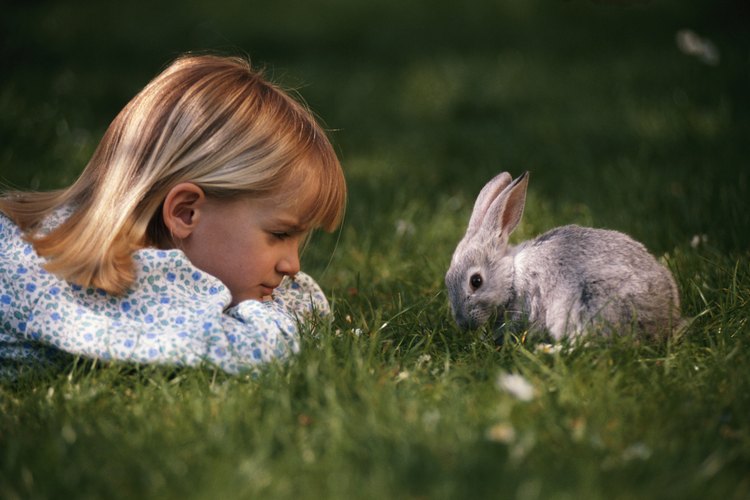 Los conejos son una mascota popular.