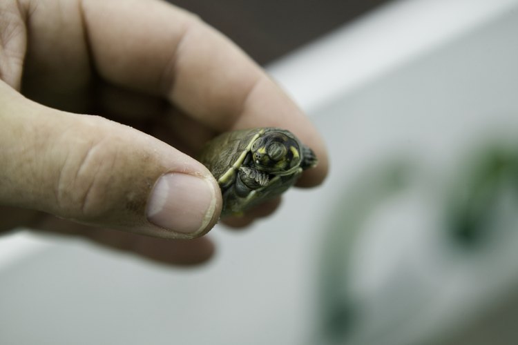 Si no estás dispuesto a tener un compañero permanente de la tortuga, siempre se puede obtener peces de alimentación y disfrutar de la variedad en el tanque hasta que el animal alcance su merienda.
