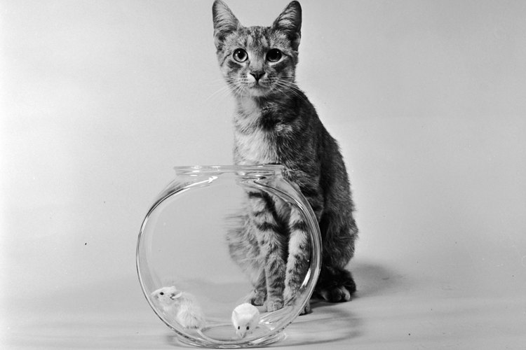 A los gatos se les puede enseñar que los hámsters son mascotas y no alimento.