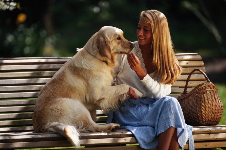 Perro saludable.