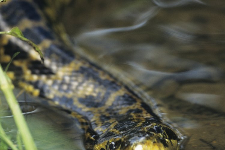 Las anacondas se sienten más a gusto en el agua.