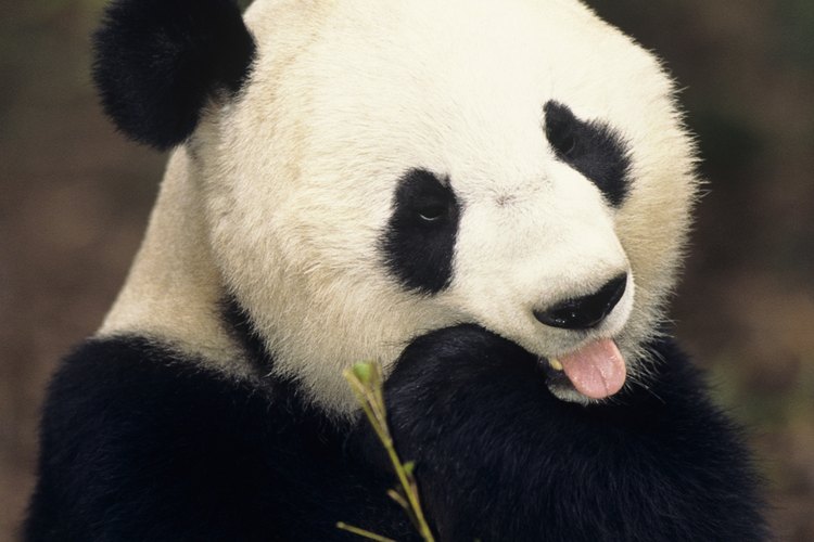 Los pandas comen constantemente