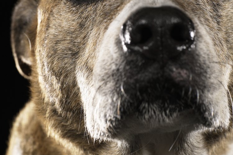 Los pitbull tiene varios colores, incluyendo al atigrado.