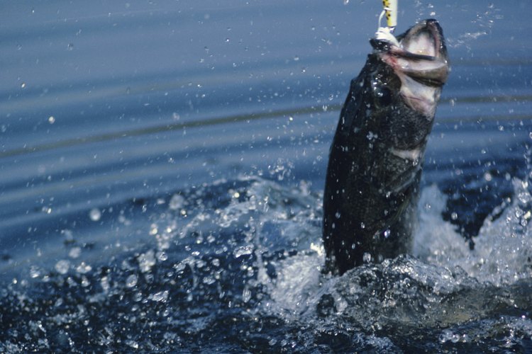 Campamento y pesca en el Lago O 'the Pines.