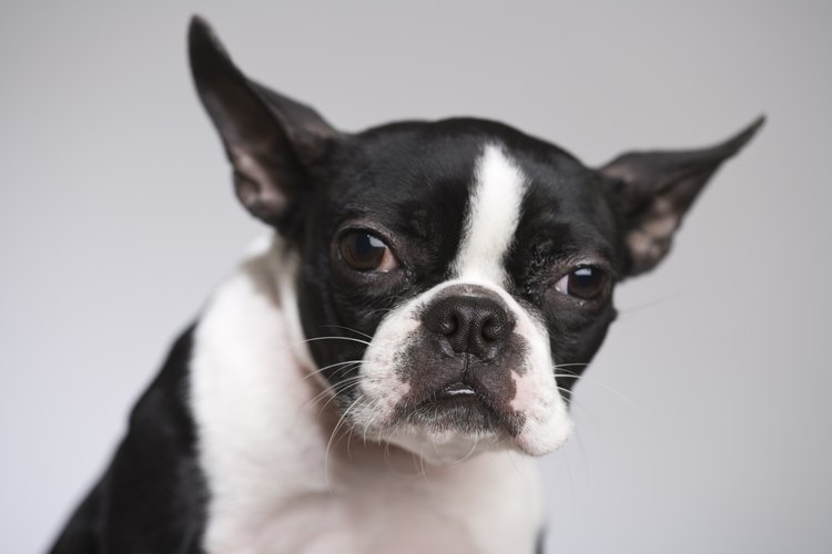 Los Boston Terriers son amigables y les gustan los niños.