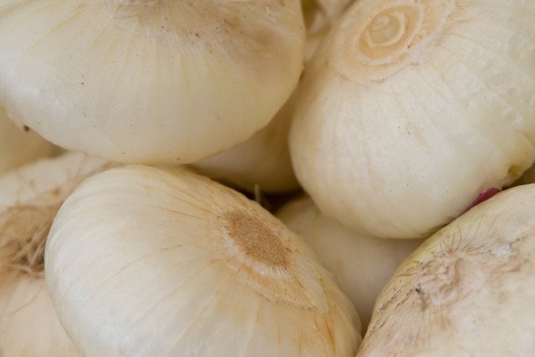 Cómo hacer germinar una cebolla.