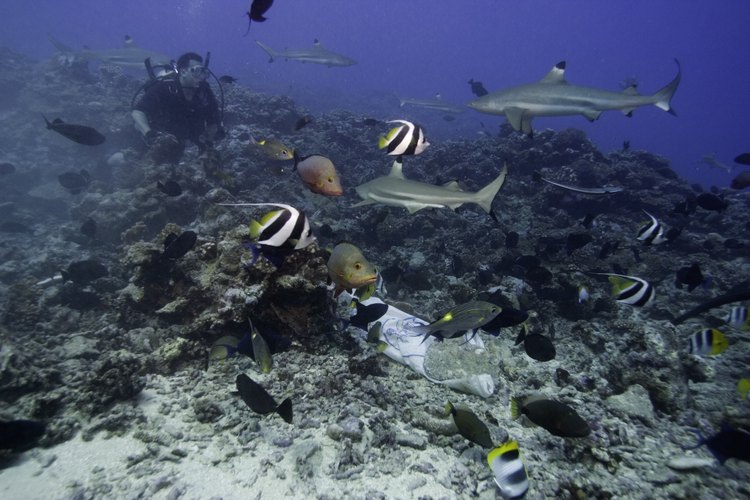 Alacranes tiene la estructura coralina más grande del Golfo.
