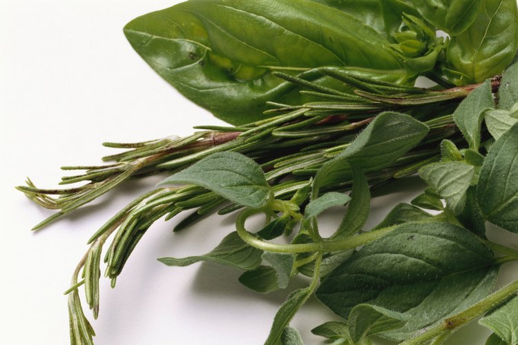 La albahaca, anual, es preferida por sus sabrosas hojas.
