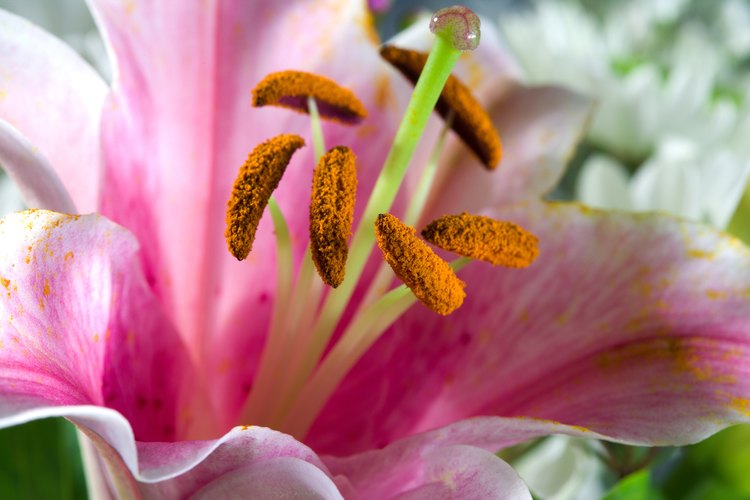 Los lirios son la flor perfecta para aprender sobre la polinización debido a sus órganos reproductivos prominentes.